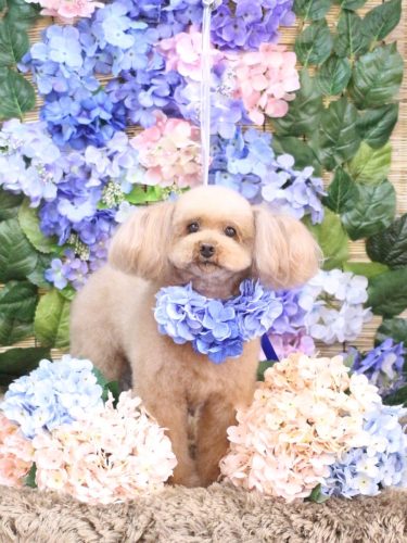 20250614メルちゃん